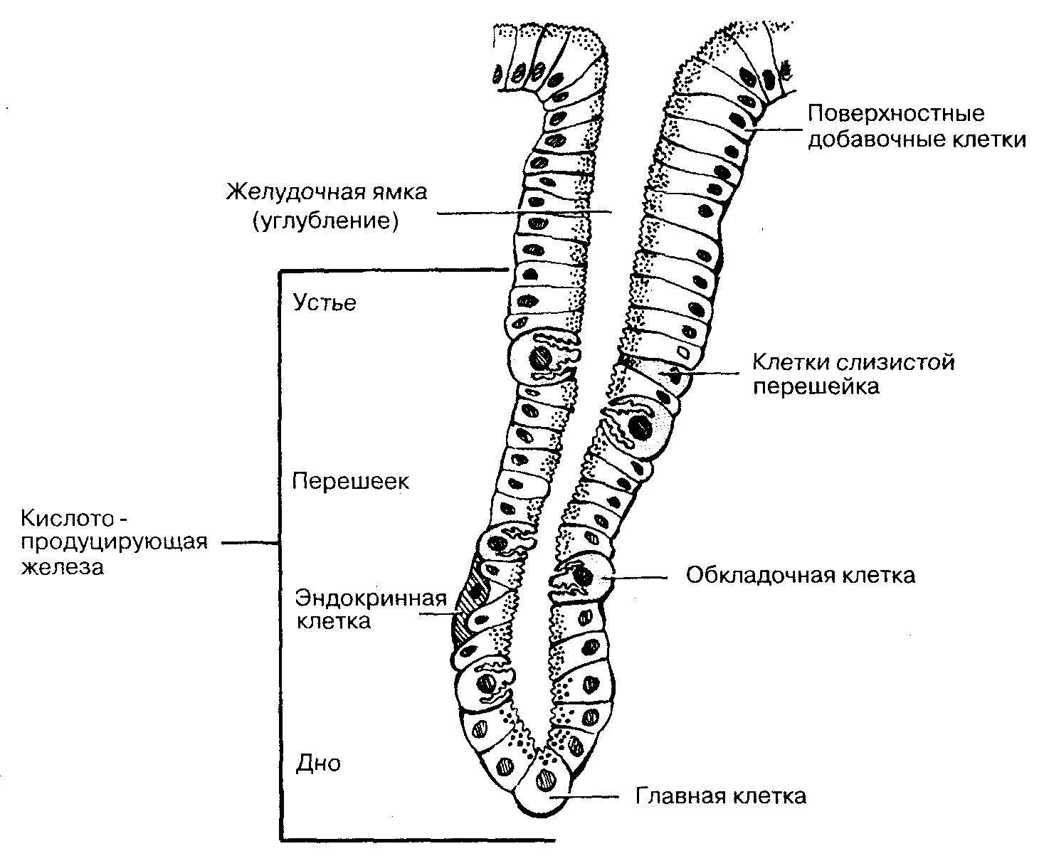 Железы желудка строение. Строение трубчатой желудочной железы. Схема строения собственной железы желудка. Клетки собственных желез желудка гистология. Схема строения фундальной железы желудка.