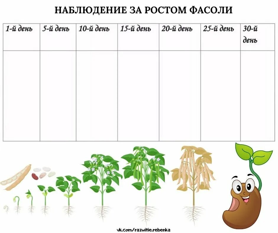 Наблюдения за растениями в детском саду. Наблюдение за ростом фасоли в детском. Дневник наблюдений за растениями. Календарь наблюдений за растениями. Наблюдение за ростом фасоли в детском саду.