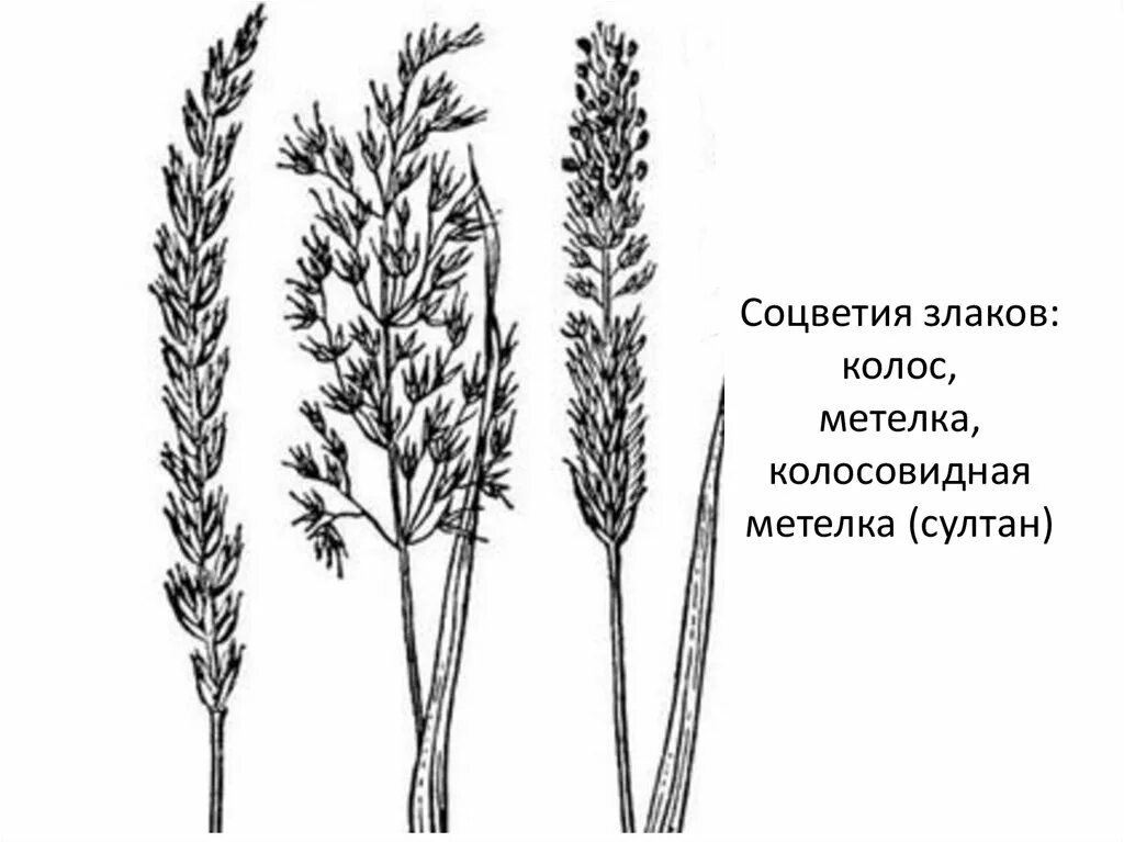 Соцветие цветка семейства злаки. Соцветия злаковых 6 класс. Семейство злаки соцветие. Строение соцветия злаковых. Травяная колосовидная метелка.