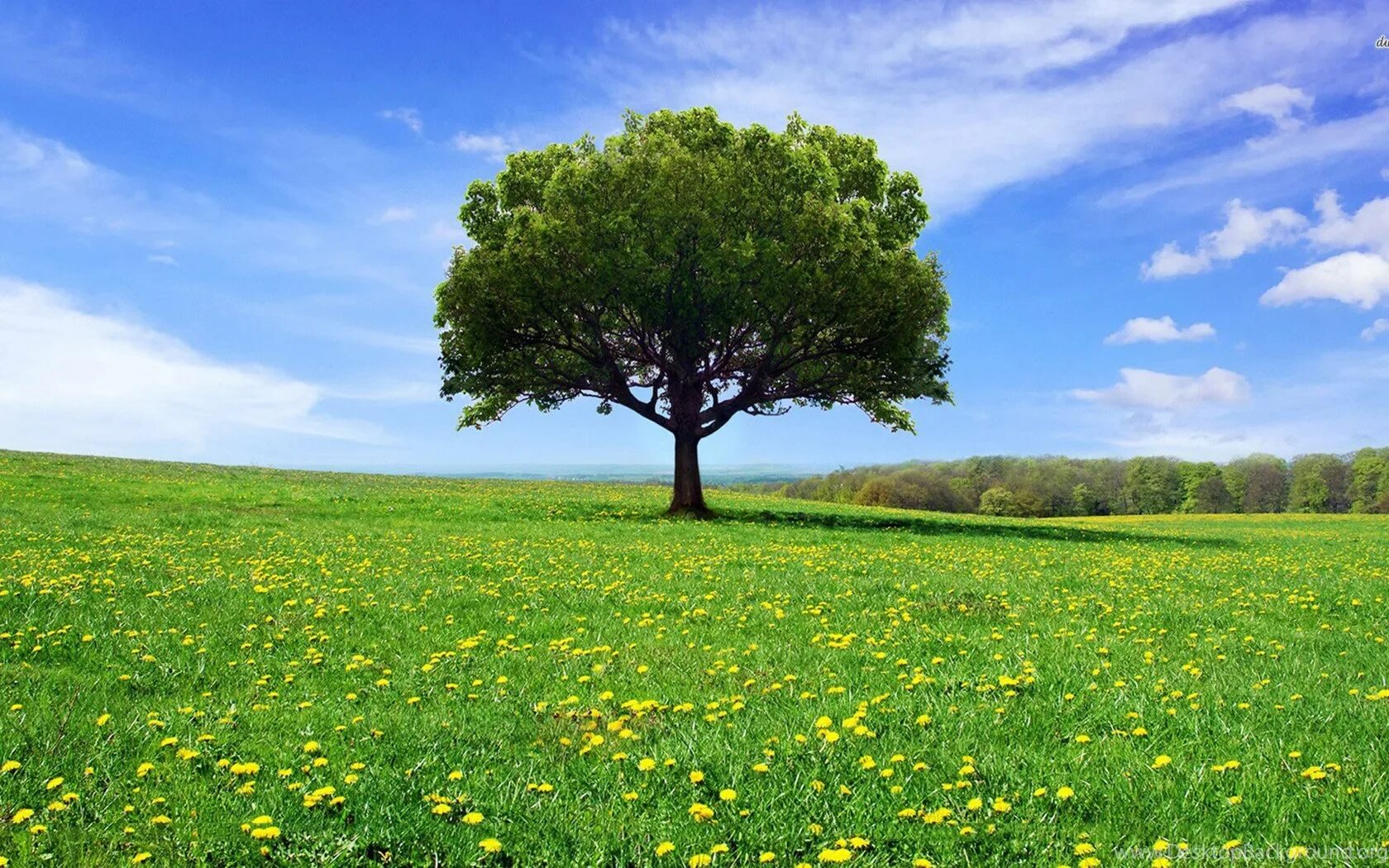 Красивое дерево. Дерево в поле. Поле с 1 деревом. Дерево в поле. Летний пейзаж.