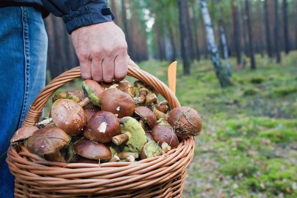 Свежие грибы и ягоды