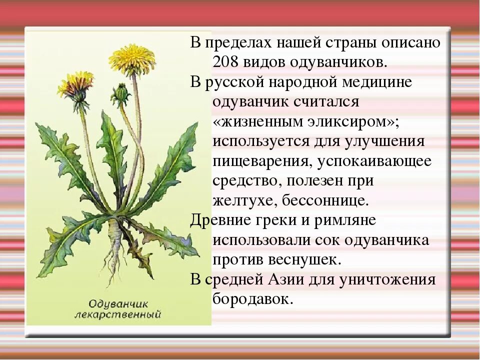 Сообщение на тему лекарственные растения. Лекарственные растения 2 класс. Одуванчик лекарственный семейство. Лекарственные растения доклад. Польза цветков одуванчика для здоровья