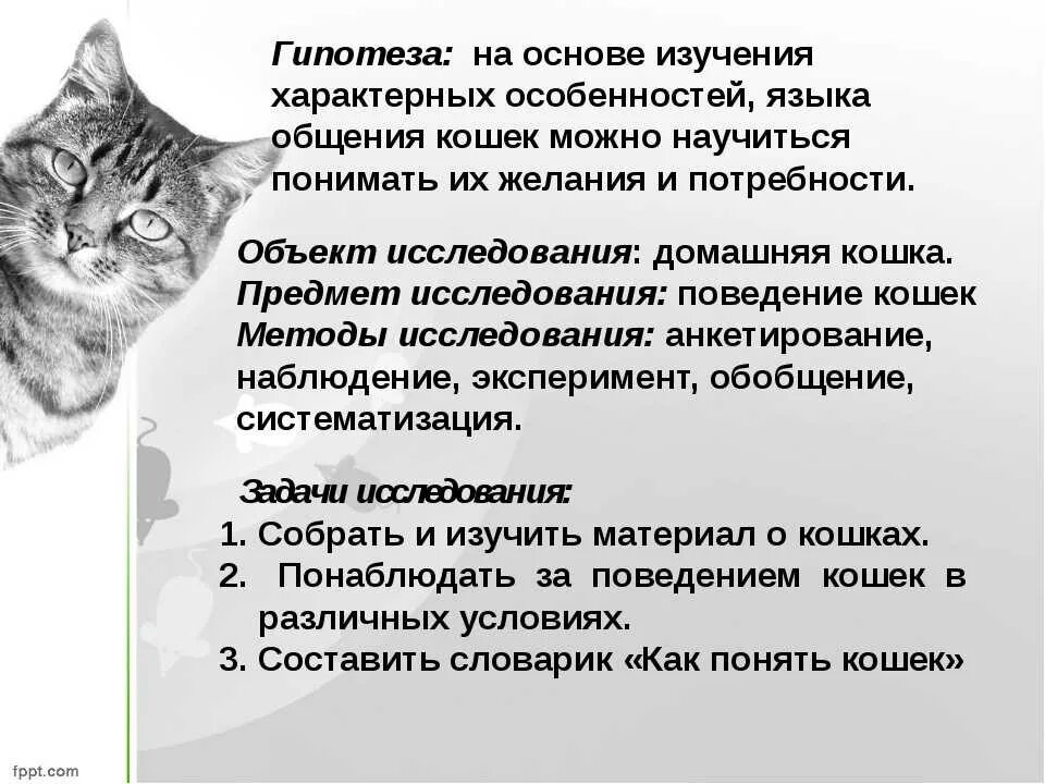 Что такое повадки животных. Поведение кошек презентация. Что такое повадки животных кошек. Кошки повадки и поведение. Общение кошек.