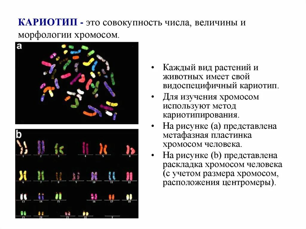 Кариотип человека определяют