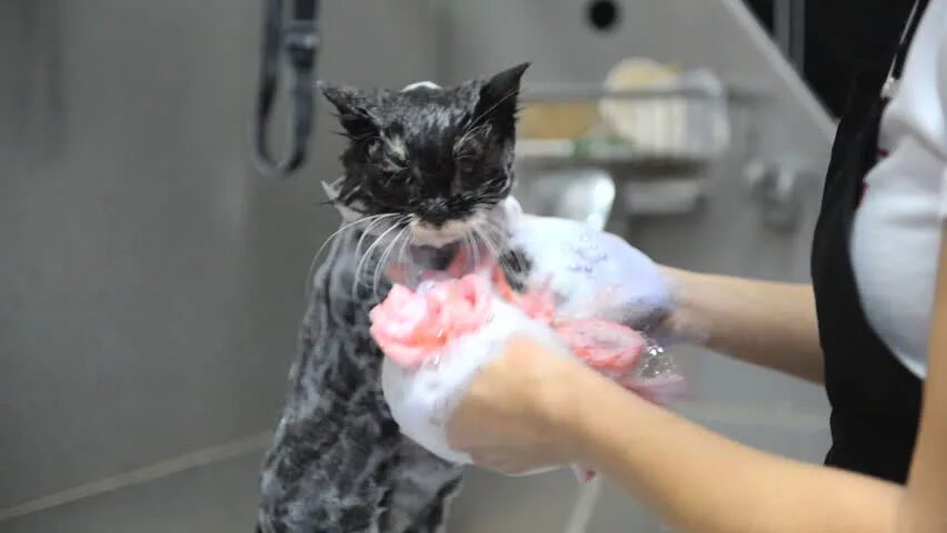 Мытье котов в салоне. Мытье котов в Новокузнецке. Washing Cats Salon. Cat washing