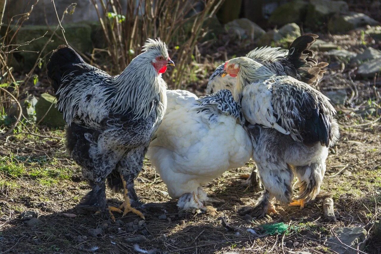 Крупно яичные породы кур. Брама Доминант. Куры Доминант Брама. Амераукана Доминант Брама. Куры Доминант Триколор.