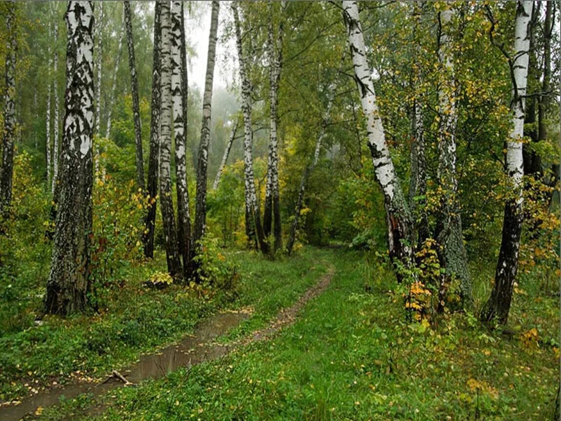 В лесах парка можно встретить. Смешанный Уральский лес опушка. Березовый лес смешанный. Смешанный лес летом. Опушка березового леса.