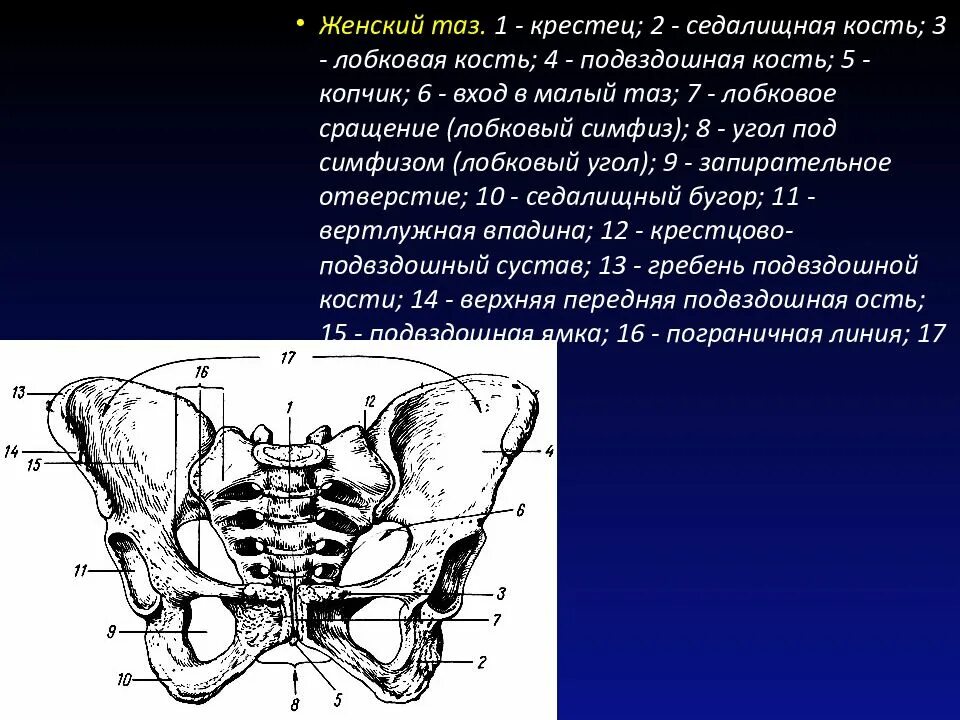 Подвздошная кость лечение. Тазовая кость гребень подвздошной кости. Лонная кость анатомия таза. Анатомия костей таза лонная кость. Лобковая кость верхняя ветвь.