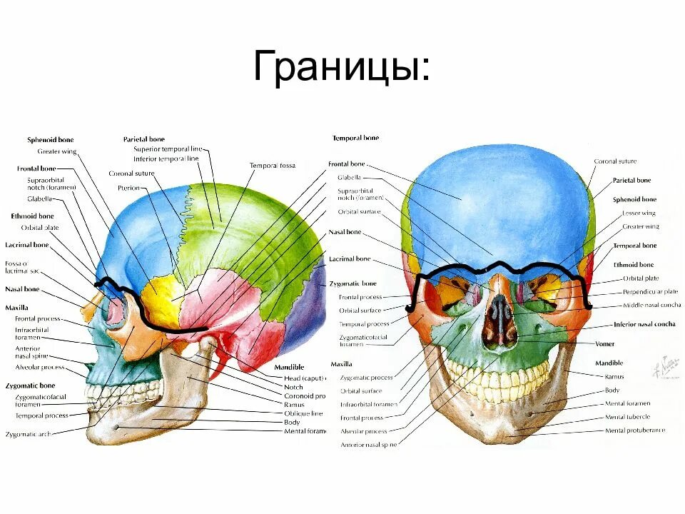 Топография лицевого отдела черепа анатомия. Топография лобно теменно затылочной области границы. Топография мозгового отдела черепа топографическая анатомия. Топографическая анатомия черепа схема. Мозговое основание черепа