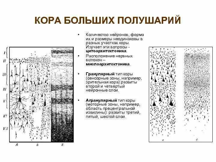 Как выглядит ткань коры больших полушарий Картинки 5 ДОЛЕЙ БОЛЬШИХ ПОЛУШАРИЙ