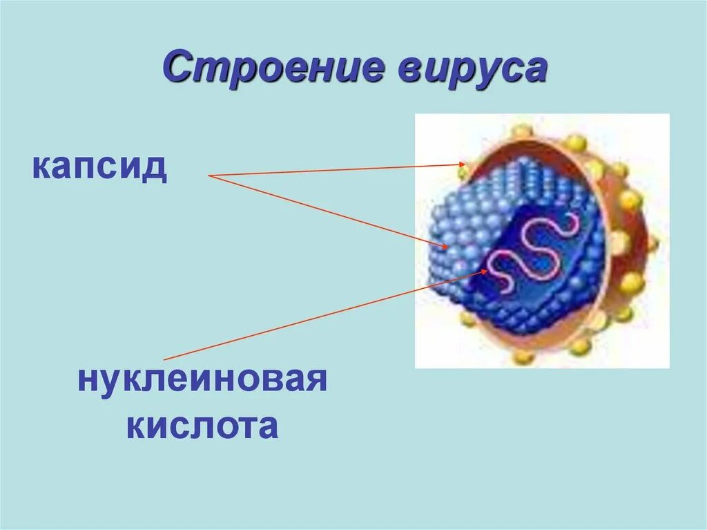 Содержит капсид. Содержит капсид