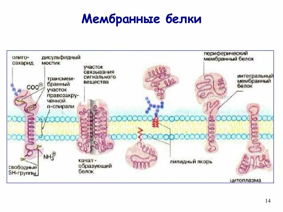 Какие функции выполняют белки мембран. Структура мембранных белков. Мембранные белки строение и функции. Мембранные белки Интегральные и периферические. Периферические мембранные белки строение.