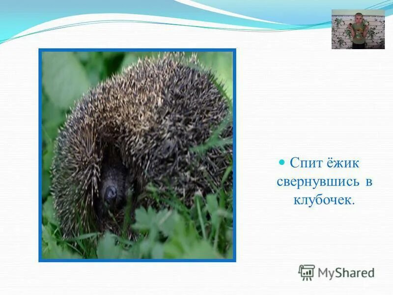 Впр ежик. Факты о ежиках. Предложение про ежика. Доклад про ежика. Прочитайте текст и выполните задания.