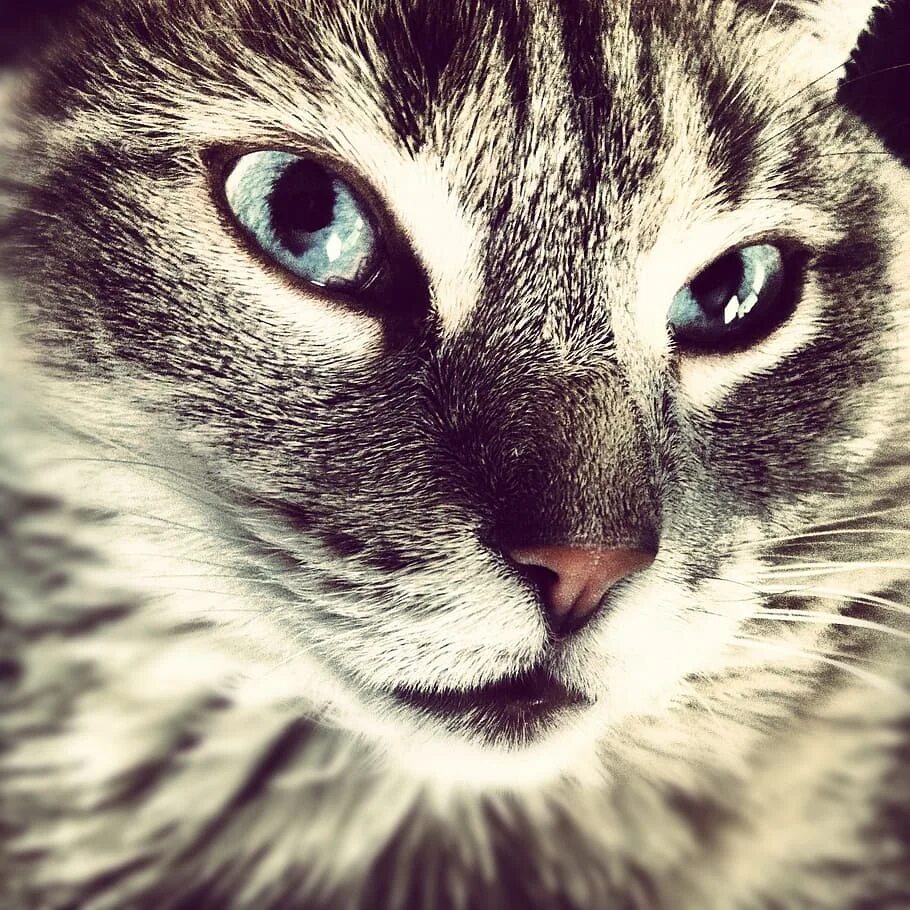 Лицо котенка. Лицо кота. кошачье лицо. котик с красивым лицом.