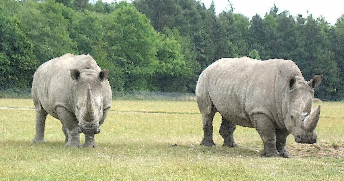 Animal range. Коровы пасутся. Млекопитающие лошадь. Бизоны на пастбище. Белый медведь facts.