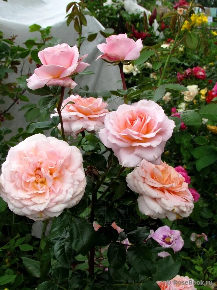 описание розы шлосс ойтин