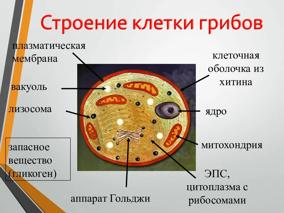 Последовательность структур клетки гриба. Последовательность структур клетки гриба