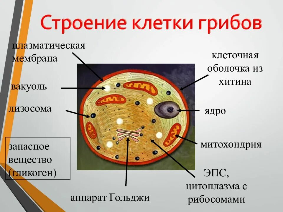 Строение клетки гриба 5. Строение грибной клетки биология. Строение клетки гриба 6 класс. Схема строения клетки гриба. Клетки гриба не имеют ядра