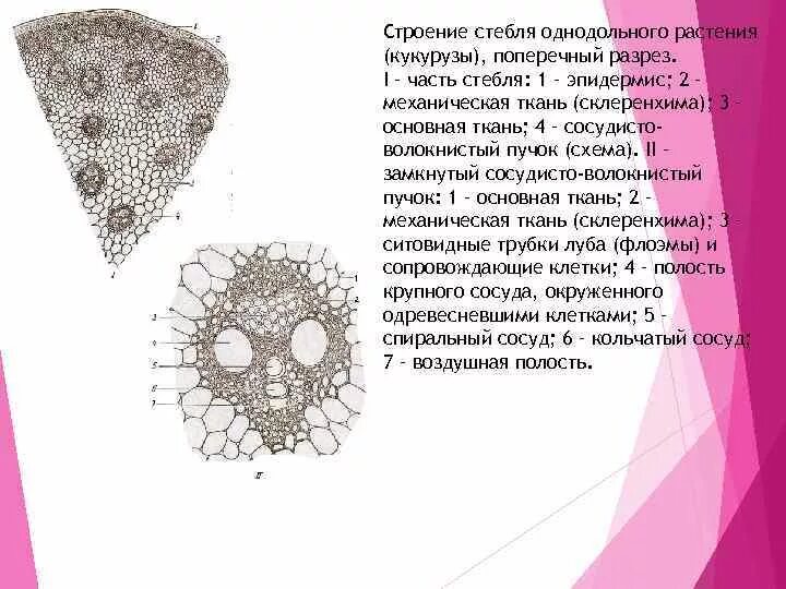 Проводящий пучок однодольного растения. Анатомическое строение стебля кукурузы на поперечном срезе. Анатомическое строение стебля кукурузы. Поперечный срез стебля кукурузы. Анатомическое строение стебля однодольных.