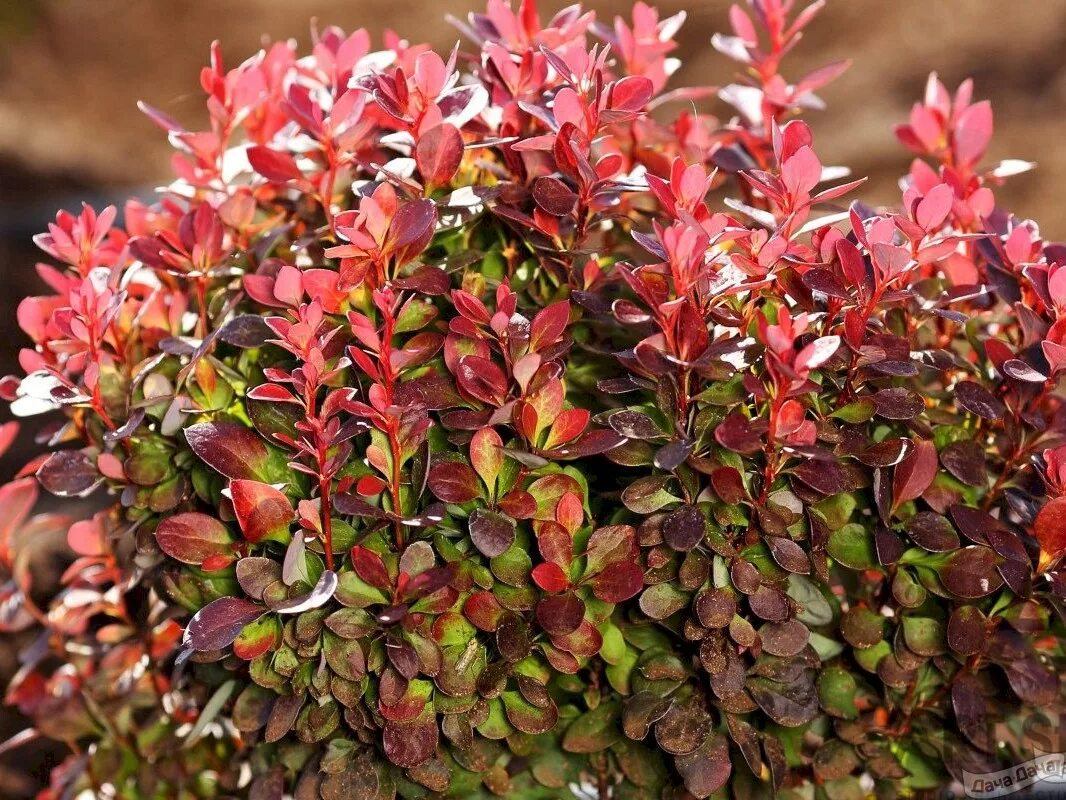 Что такое барбарис. Барбарис Тунберга (Berberis thunbergii). Барбарис Тунберга (в. thunbergii). Барбарис Тунберга Berberis thunbergii “Atropurpurea”. Барбарис Тунберга (Berberis thunbergii Concorde).