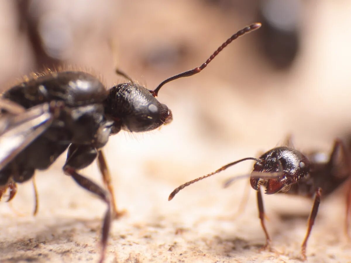 Крылатые муравьи. Крылья муравьев. Крылья у муравьёв. Муравьи с толстым брюшком. Крылатых муравьев