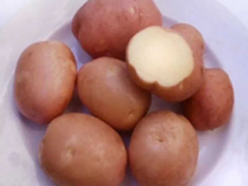 Семена картофеля беллароза. Картофель беллароза беллароза картофель. Сорта картофеля гала и белороза. Сорт картофеля беллароза. Беллароза вкусовые качества.