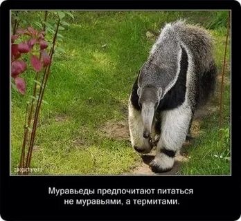 Интересные факты о животных видео