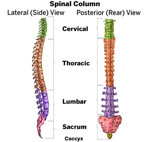 Spin columns. Spinal column. Spinal column Parts. Inflammation of the Spinal column. Рене Backbone.