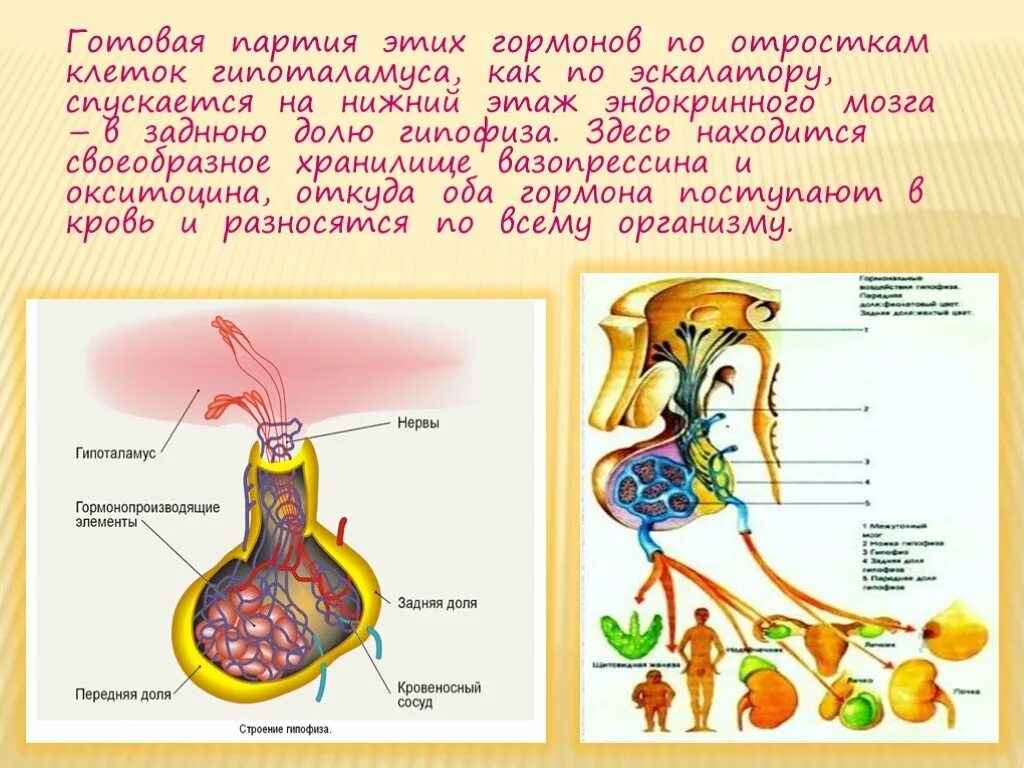 Гипофиз связан. Гипоталамус схема. Гормоны гипоталамуса и гипофиза. Гипоталамус и гипофиз строение.