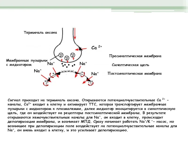 Синаптические пузырьки. Синапс пресинаптическая мембрана. Субсинаптическая мембрана синапса. Терминаль синаптическая щель. Строение синапса физиология субсинаптическая мембрана.