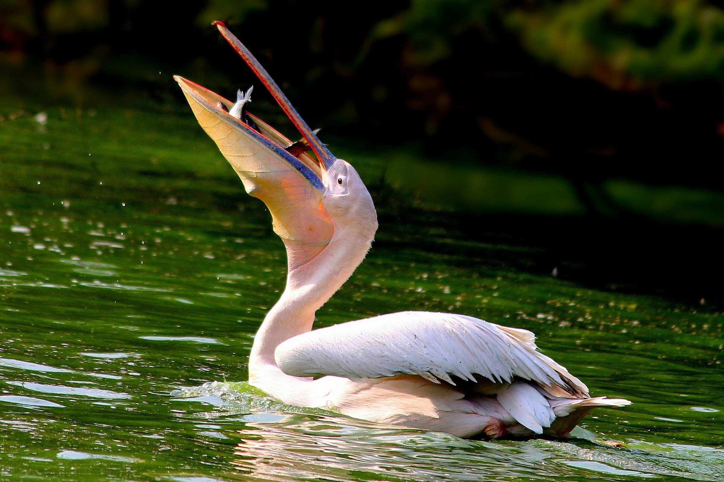 Розовый пеликан красная. Птицы Пеликан розовый Пеликан. Розовый Пеликан (Pelecanus onocrotalus). Розовый Пеликан красная книга. Розовый Пеликан среда обитания.