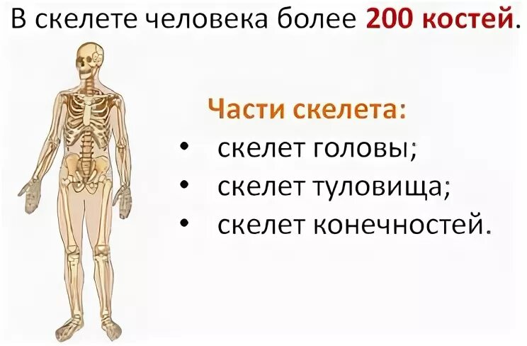 Опора тела и движение урок 3 класс