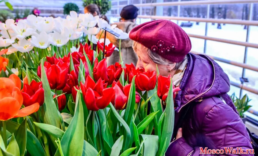 Ярмарка тюльпанов. Ярмарка цветов тюльпаны. Ярмарка тюльпанов в Пскове.