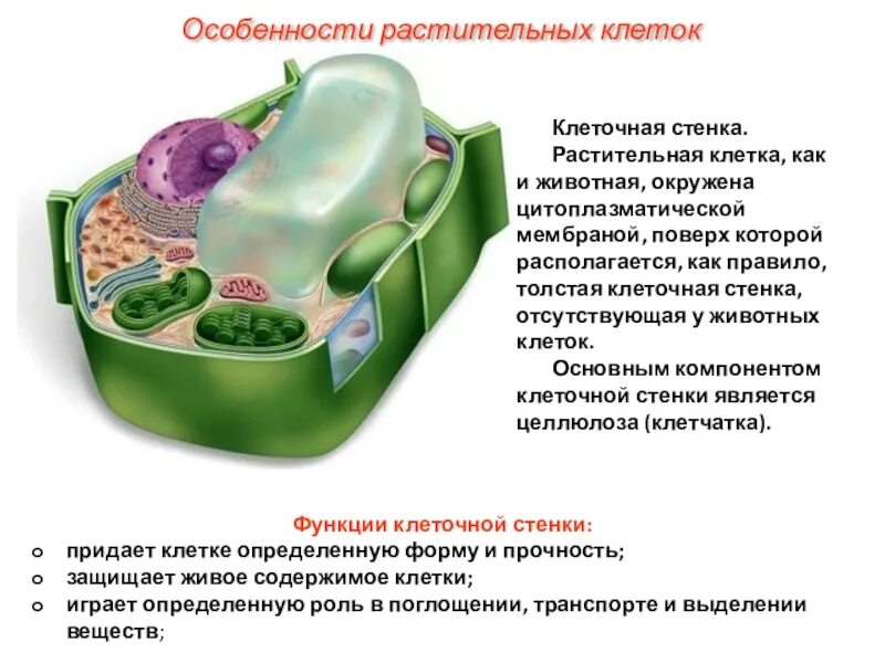 Мембрана придает клетке жесткую форму