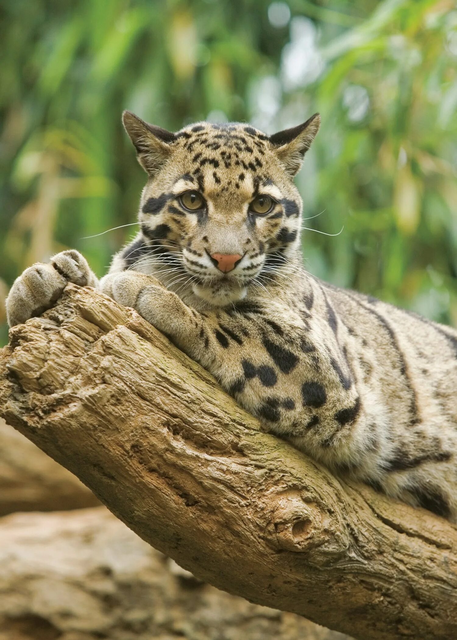Clouded leopard