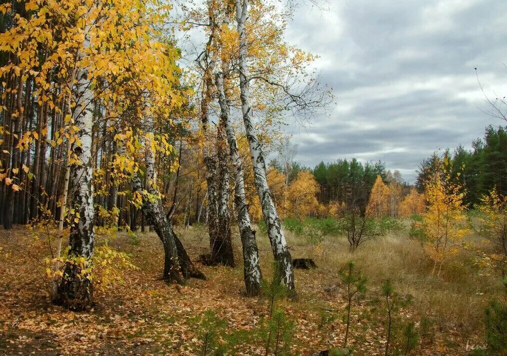 Песня между сосен. Береза осень. Осенний лес Россия. Опушка леса осенью. Осень на опушке.