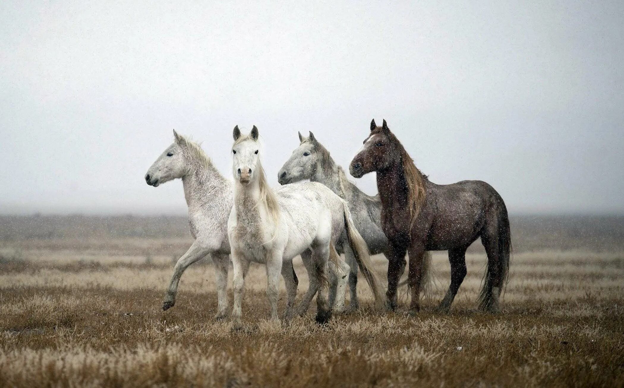 Дикие лошади виды. Пегий Мустанг лошадь. Табун диких лошадей. Мустанги кони табун. Дикие лошади Мустанги в дикой природе.