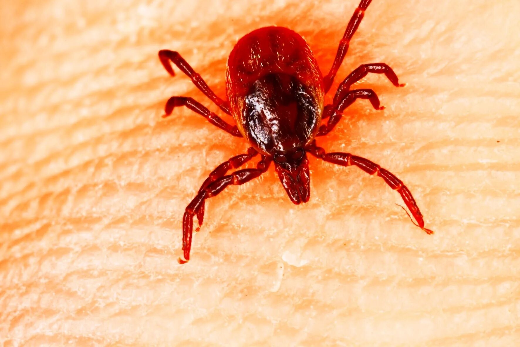 Иксодового (лесного) клеща. Красный клещ энцефалитный. Иксодовый (лесной/таежный) клещ. Что такое клещи. Ixodidae иксодовые клещи.