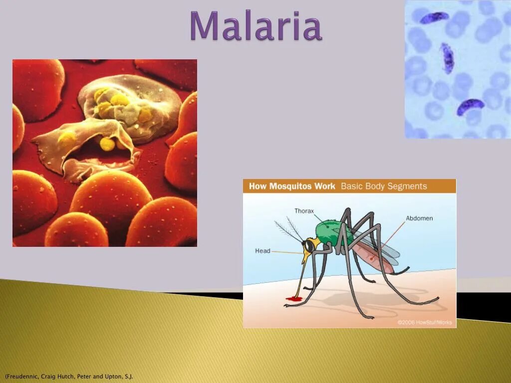 Спасибо за внимание малярия. 'Ppt' malaria presentations.