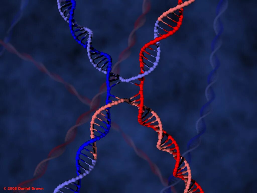 Сайт москва днк. Репликация ДНК 3д. Рекомбинация ДНК. Гомологичная рекомбинация ДНК. ДНК 3д модель.