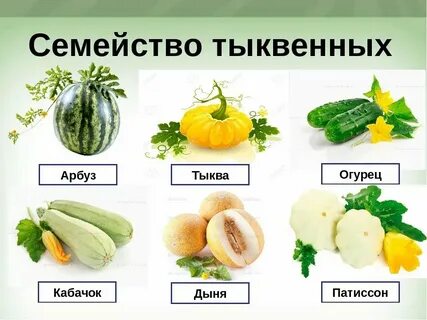 Овощи являются растениями