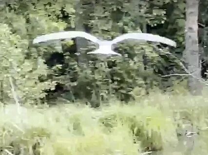 Никольские птицы
