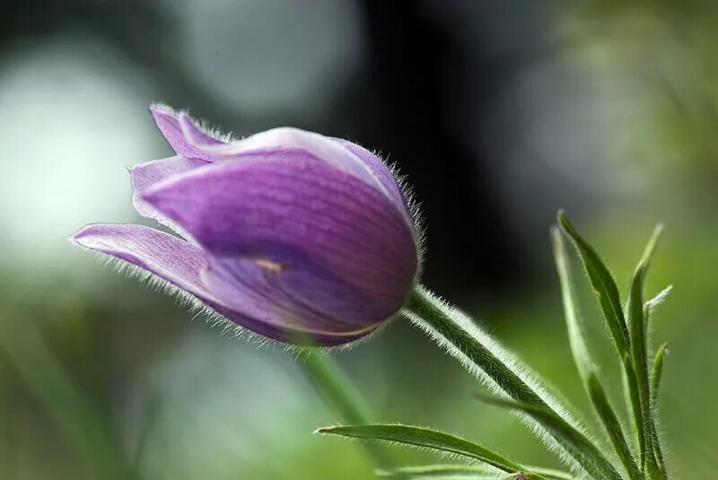красивые бутоны цветов. желтый бутон цветка. нераскрывшийся бутон розы. первоцвет прострел крымский. сон бутоны цветов.