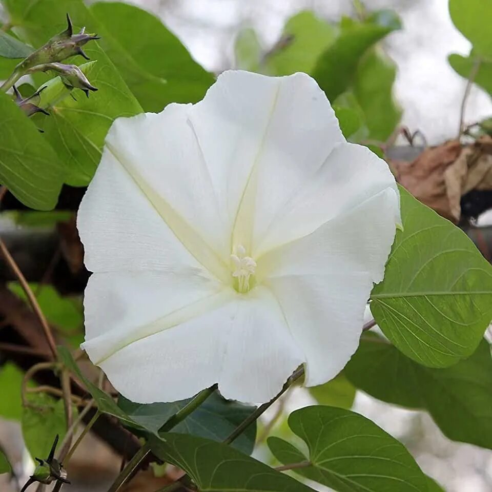 Ипомея Лунноцветущая белая. Лунный цветок Ipomoea Alba. Moonflower цветок. Датура сама невинность