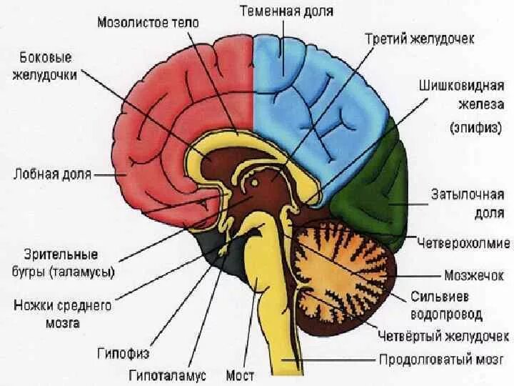 Заполните таблицу отдел мозга строение функции. Схема строения головного мозга. отделы головного мозга схема анатомия. головной мозг отделы мозга схема. общий план строения головного мозга.