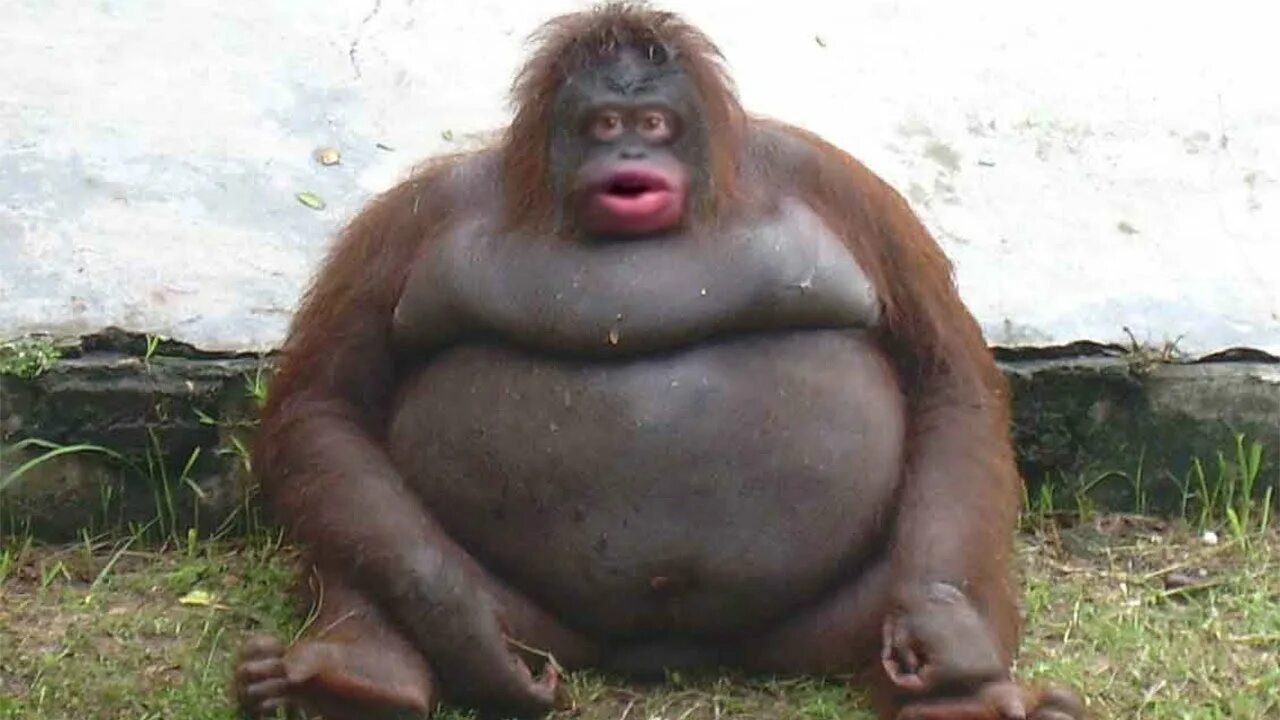 i?id=25799d1b79eb3dc4cc31918f3c77c906_l-4314308-images-thumbs&n=13