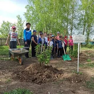 В школьном саду учащиеся обрезали