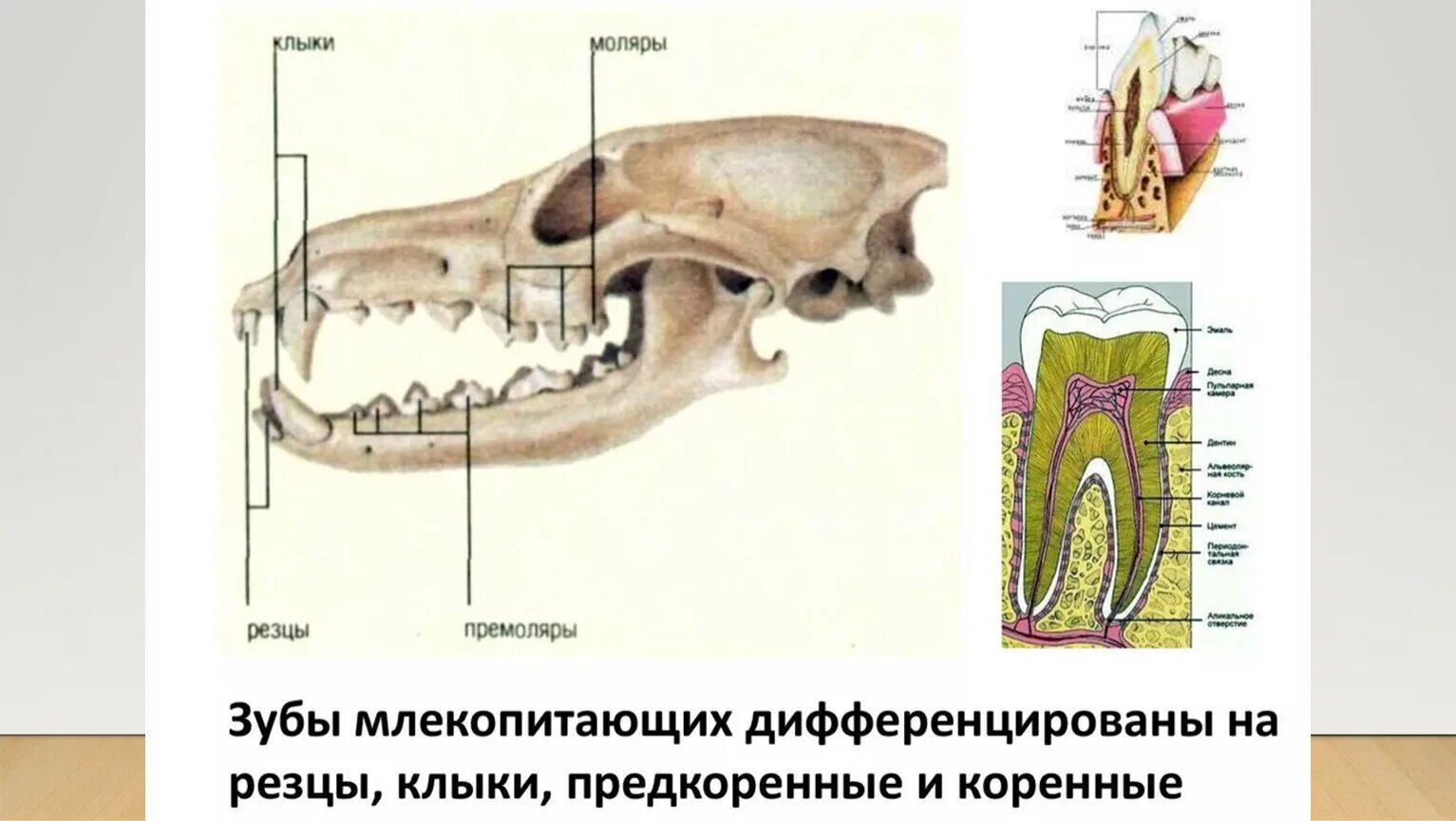 Сколько зубов у млекопитающих. Строение зубов млекопитающих зубная система. Зубная система млекопитающих резцы. Альвеолярное строение зубов млекопитающих. Зубная система млекопитающих 7 класс.