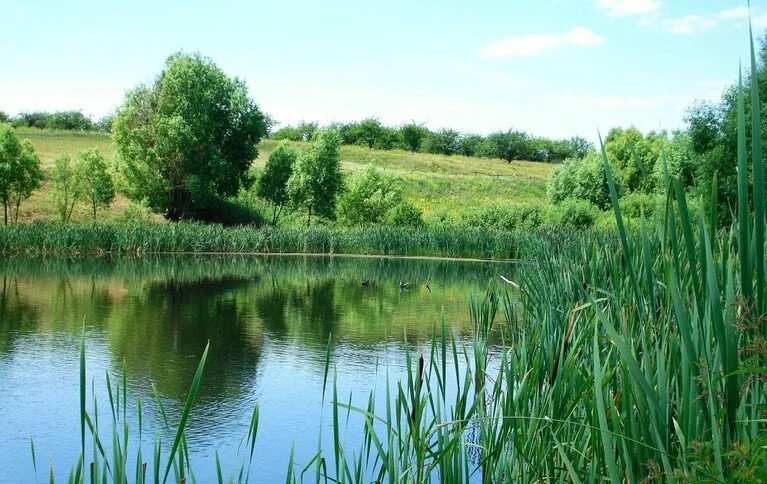 Пруды Курской области. Водоем Курская область. Прилепы пруд Курская область. Пруд в Воробьевке Курская область. Курские водоемы