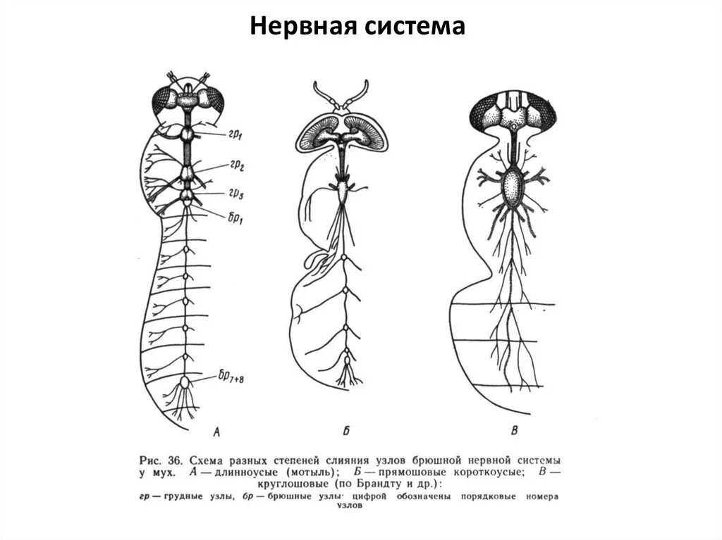 Нервная система имеет строение. Строение нервной системы таракана. строение нервной системы насекомых. нервная система членистоногих рисунок. схема строения узловой нервной системы насекомого.